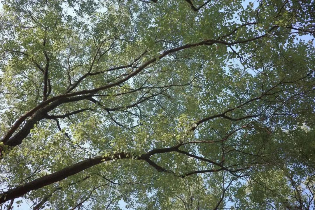 DƬ